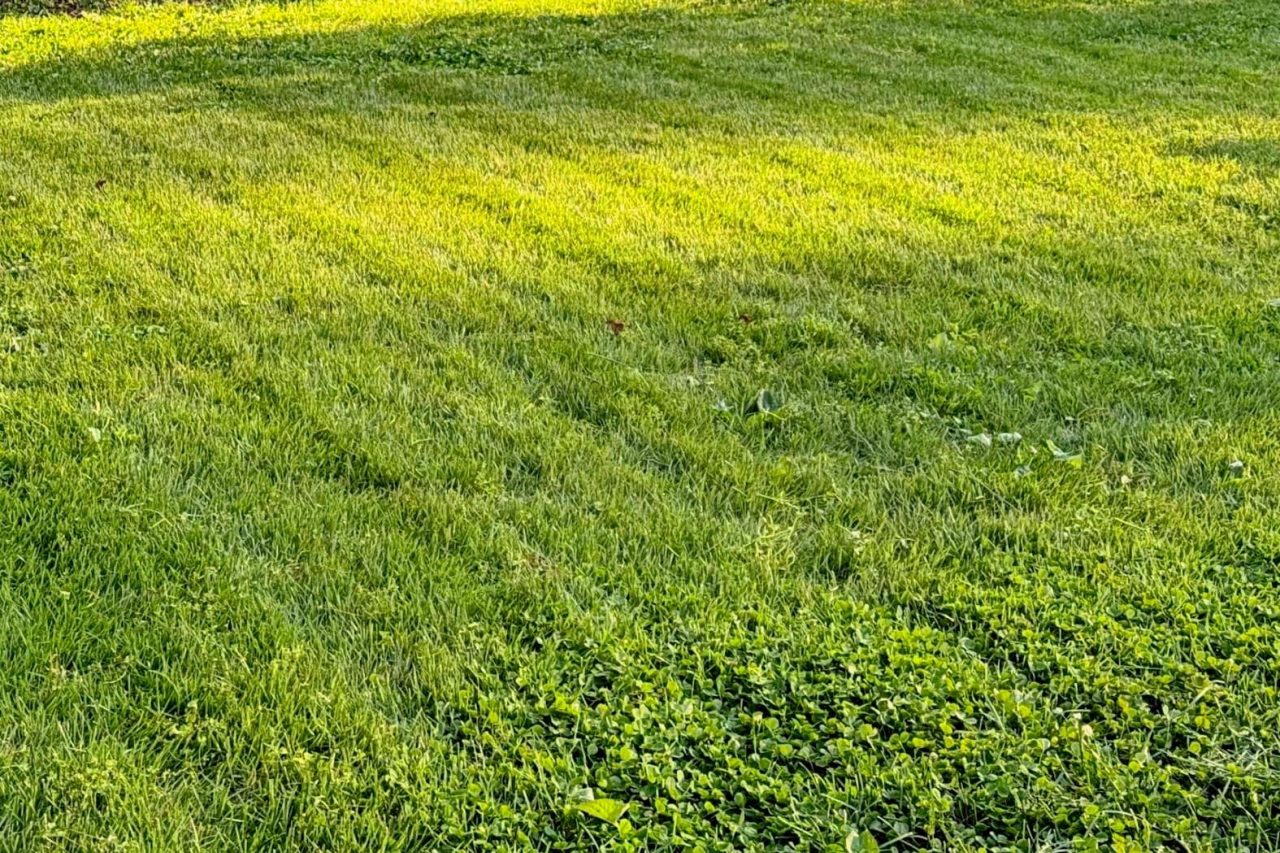 Mammotion LUBA 3 AWD Robot Mower